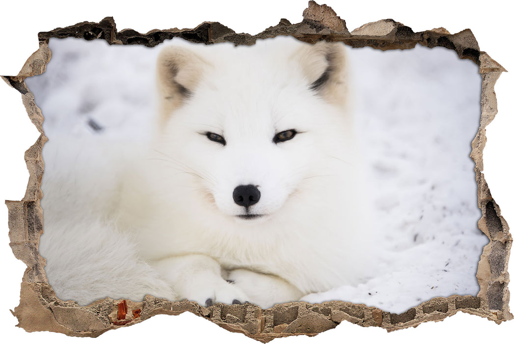 Weißer Fuchs  3D Wandtattoo Wanddurchbruch