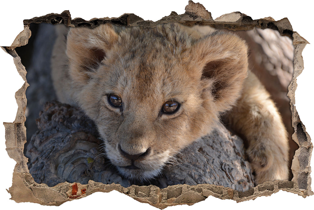 Pixxprint Süßes Löwenbaby, 3D Wandtattoo