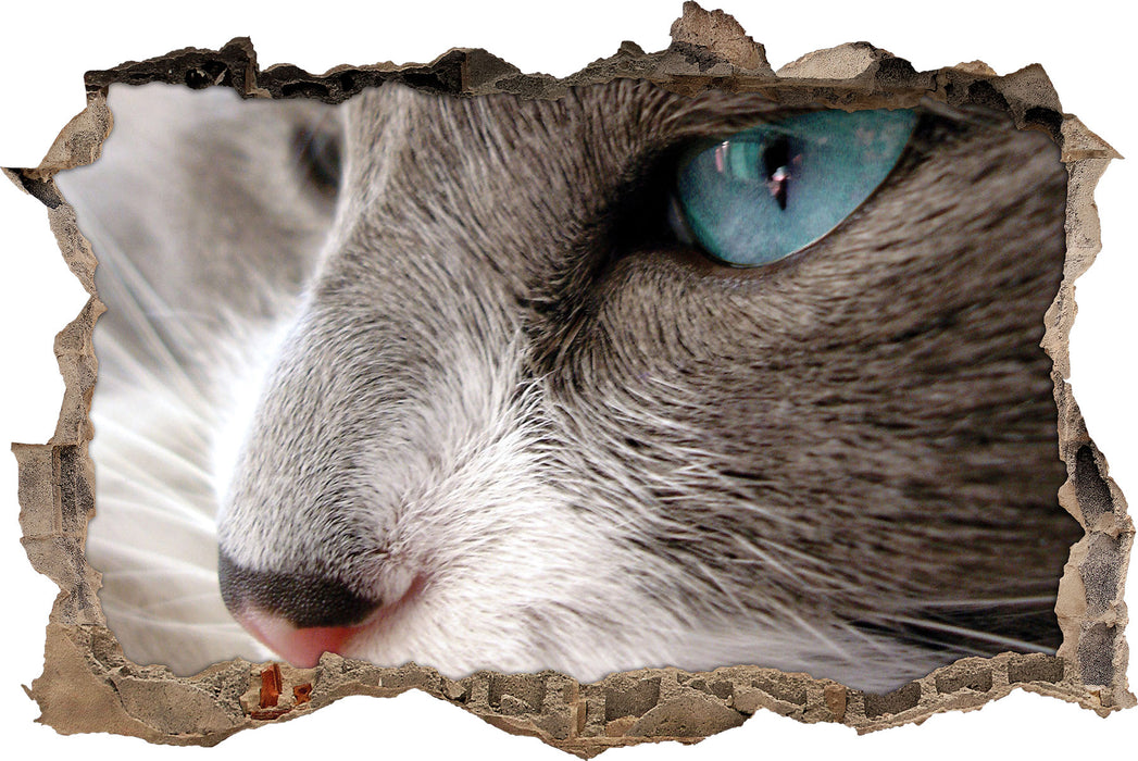Katze mit blauen Augen  3D Wandtattoo Wanddurchbruch