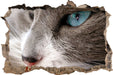 Katze mit blauen Augen  3D Wandtattoo Wanddurchbruch