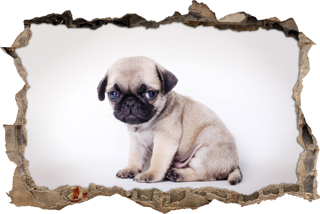 Pixxprint Kleiner Hundewelpe Mops, 3D Wandtattoo