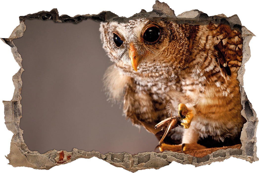 Pixxprint Eule, 3D Wandtattoo