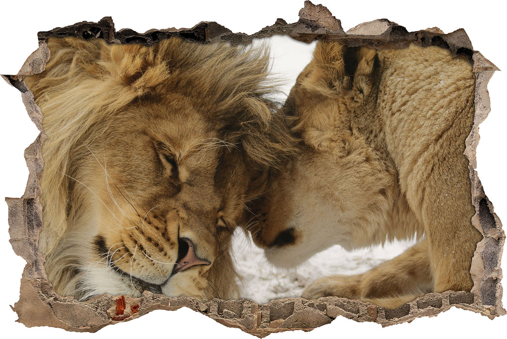 Kuschelnde Löwen 3D Wandtattoo Wanddurchbruch