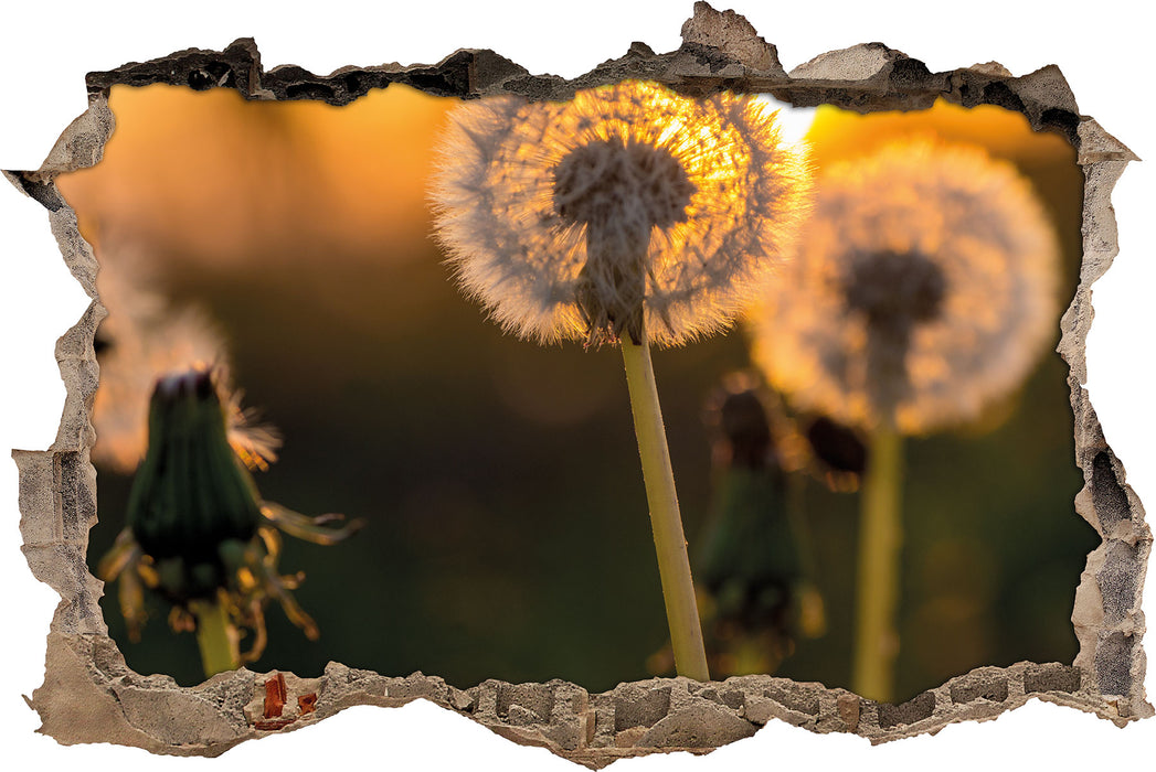 Pixxprint Pusteblume, 3D Wandtattoo