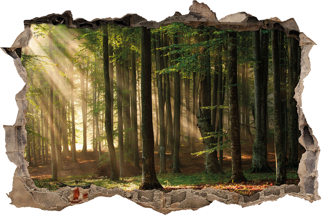 Pixxprint Bäume im Licht, 3D Wandtattoo