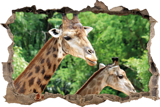 Giraffen  3D Wandtattoo Wanddurchbruch