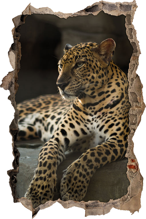 Majestätischer Leopard 3D Wandtattoo Wanddurchbruch