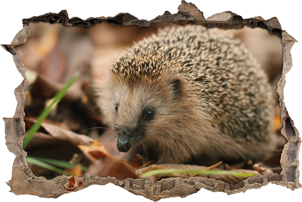 Pixxprint Kleiner Igel, 3D Wandtattoo