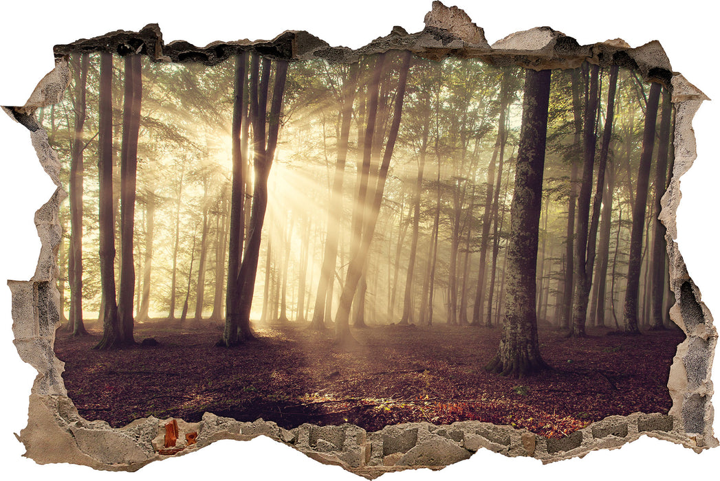 Pixxprint Waldlichtung im Sonnenschein, 3D Wandtattoo