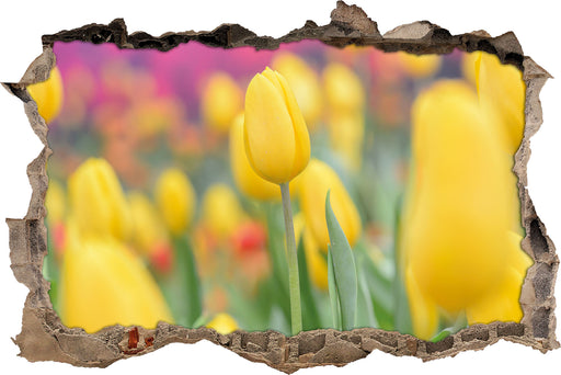 Gelbe Tulpen im Frühling  3D Wandtattoo Wanddurchbruch