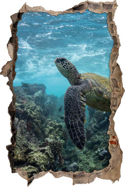 Schildkröte im Pazifik  3D Wandtattoo Wanddurchbruch