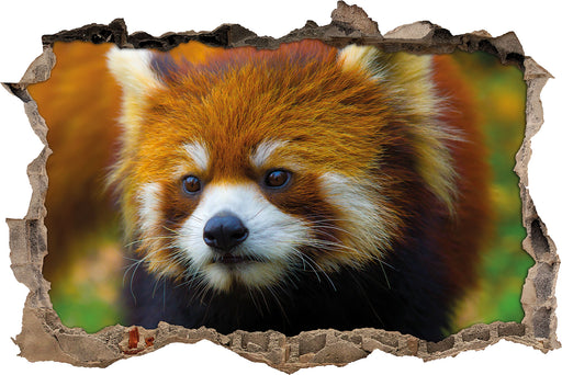 Roter Pandabär auf Ast  3D Wandtattoo Wanddurchbruch