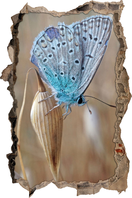 Schmetterling auf Blume Natur Tier 3D Wandtattoo Wanddurchbruch