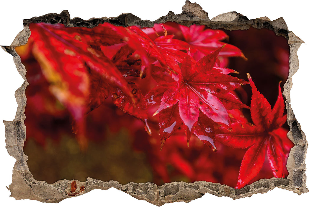 Pixxprint Roter Ahorn im Sonnenlicht, 3D Wandtattoo