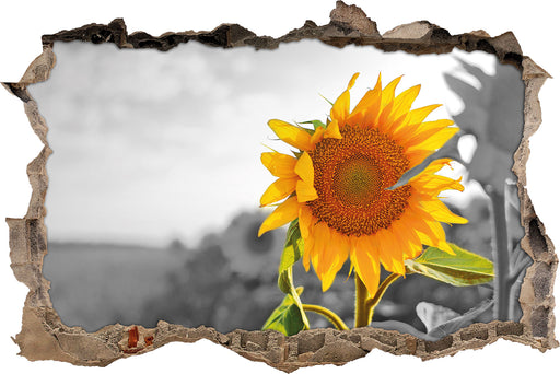Nahaufnahme einer Sonnenblume 3D Wandtattoo Wanddurchbruch