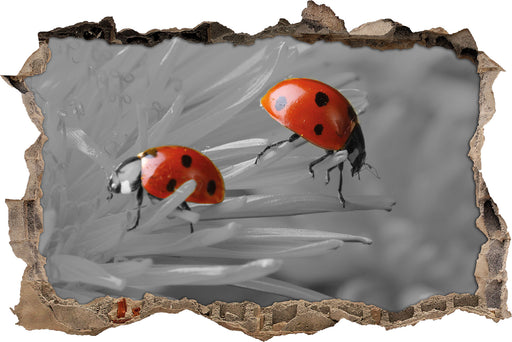 Marienkäfer krabbeln auf Blüte 3D Wandtattoo Wanddurchbruch