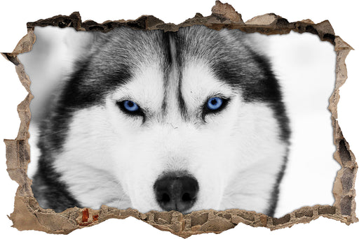 Husky mit blauen Augen 3D Wandtattoo Wanddurchbruch