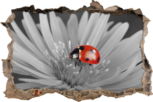 leuchtender Marienkäfer auf Blüte 3D Wandtattoo Wanddurchbruch