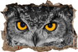 Eule mit Augen 3D Wandtattoo Wanddurchbruch