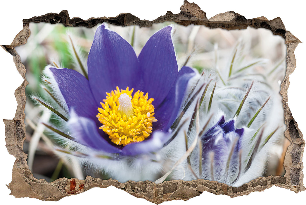 Pixxprint Krokusse in der Blütezeit, 3D Wandtattoo