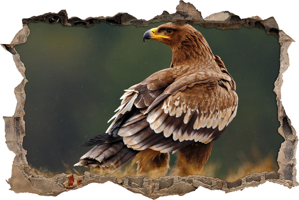 Pixxprint Falke mit Gefieder, 3D Wandtattoo