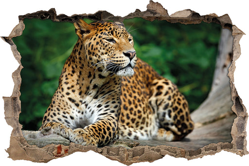 Wunderschöner Leopard in der Natur  3D Wandtattoo Wanddurchbruch