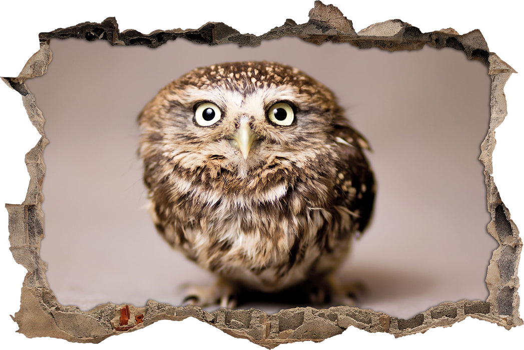 Pixxprint Nachteule mit Blick, 3D Wandtattoo