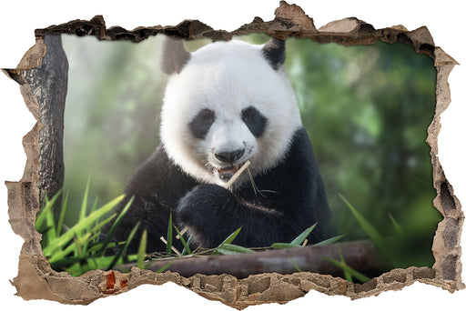 Niedlicher Panda isst Bambus  3D Wandtattoo Wanddurchbruch