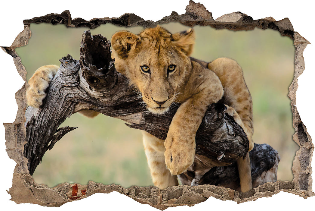 Junger Löwe in der Natur  3D Wandtattoo Wanddurchbruch