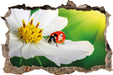 Marienkäfer auf einer weißen Blume 3D Wandtattoo Wanddurchbruch