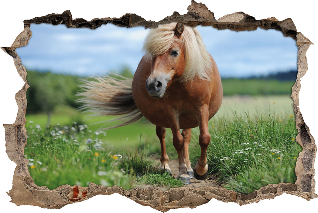 Pixxprint Shetlandpony auf der Wiese, 3D Wandtattoo