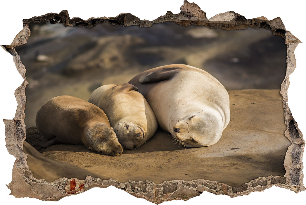 Pixxprint Familie Seelöwen in der Sonne, 3D Wandtattoo