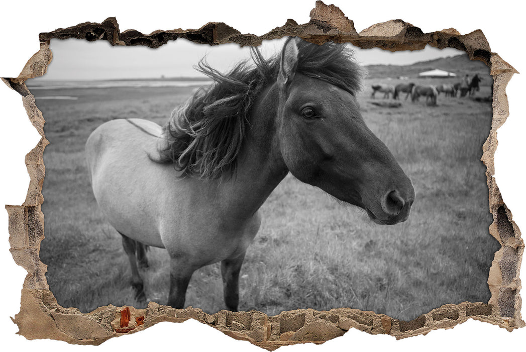 Pixxprint Isländer Pferde in der Wildnis, 3D Wandtattoo