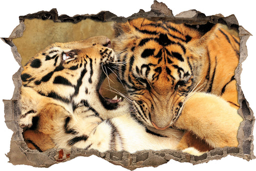 Zwei junge Tiger beim Kämpfen  3D Wandtattoo Wanddurchbruch