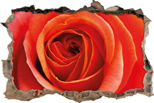 Detaillierte rote Rosenblüte  3D Wandtattoo Wanddurchbruch