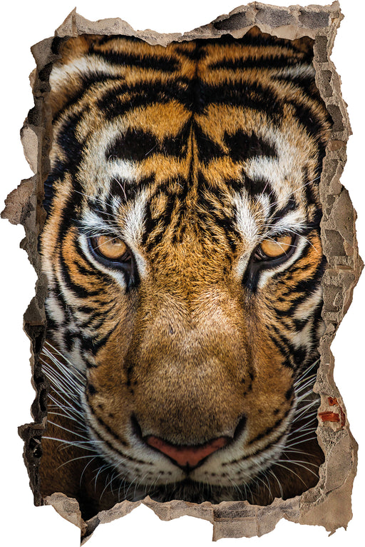 Tiger mit hellbraunen Augen  3D Wandtattoo Wanddurchbruch