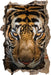 Tiger mit hellbraunen Augen  3D Wandtattoo Wanddurchbruch