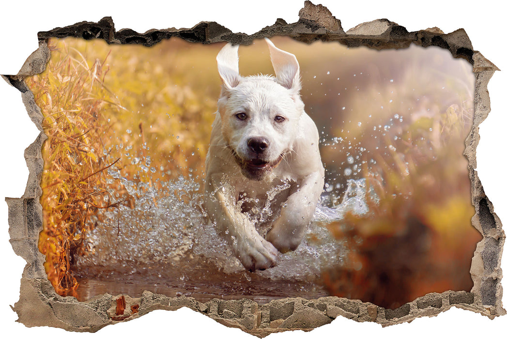 Pixxprint Labrador-Welpe im Wasser, 3D Wandtattoo