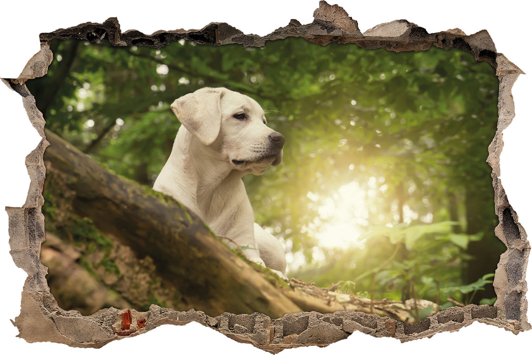 Pixxprint Labrador Welpe im Wald, 3D Wandtattoo