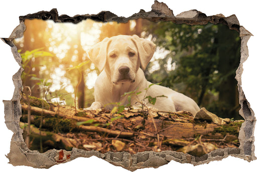 Hund im Wald bei Sonneuntergang  3D Wandtattoo Wanddurchbruch