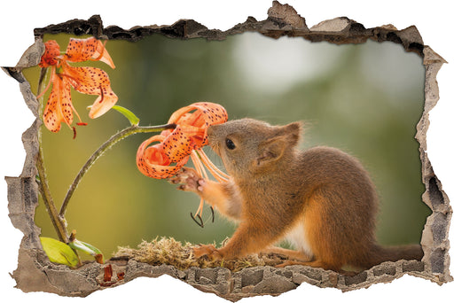 Eichhörnchen riecht an einer Blume 3D Wandtattoo Wanddurchbruch