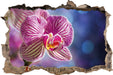 farbenOrchidee in der Nahaufnahme  3D Wandtattoo Wanddurchbruch