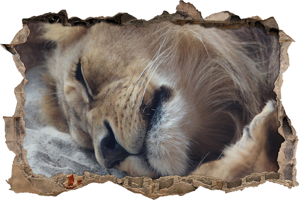 Pixxprint schlafender Löwe, 3D Wandtattoo