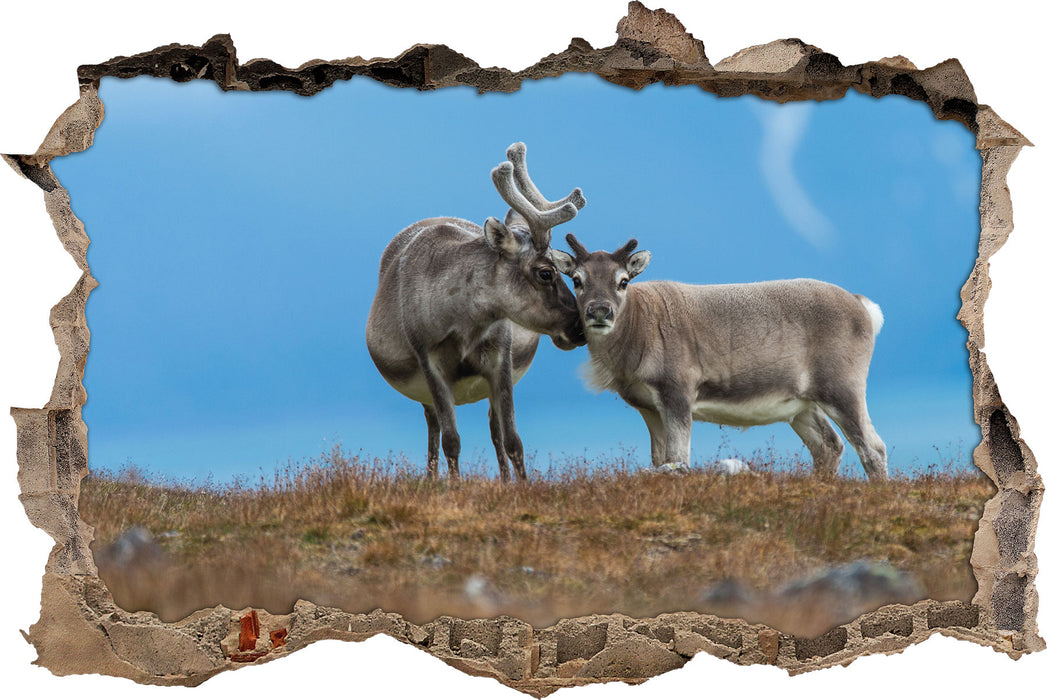 Pixxprint Rentiere die miteinander schmusen, 3D Wandtattoo