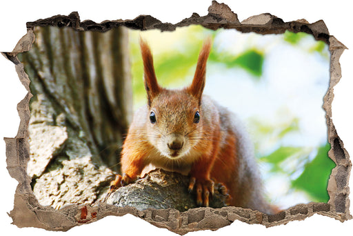 Eichhörnchen auf dem Baum  3D Wandtattoo Wanddurchbruch