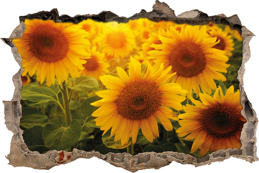 Sonnenblumen auf dem Feld 3D Wandtattoo Wanddurchbruch