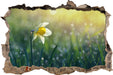 Narzissenblume in der Morgensonne  3D Wandtattoo Wanddurchbruch