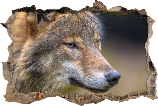 Porträt des europäischen Wolfes  3D Wandtattoo Wanddurchbruch