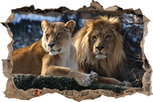 interessiertes Löwenpaar  3D Wandtattoo Wanddurchbruch