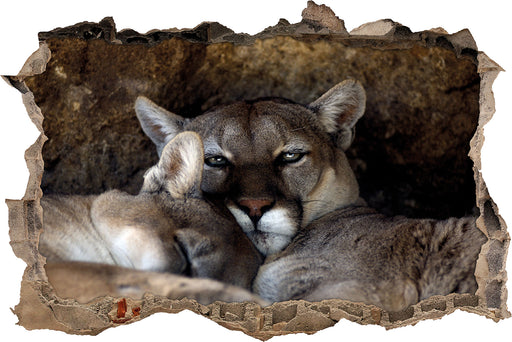 verschlafenes Puma Paar  3D Wandtattoo Wanddurchbruch